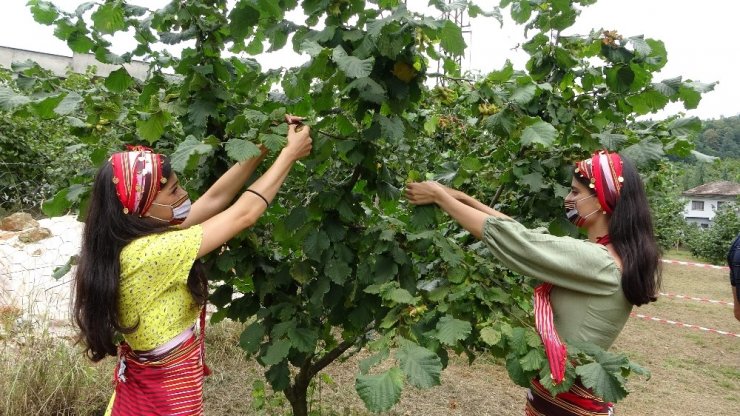 Trabzon’da fındık hasadı başladı