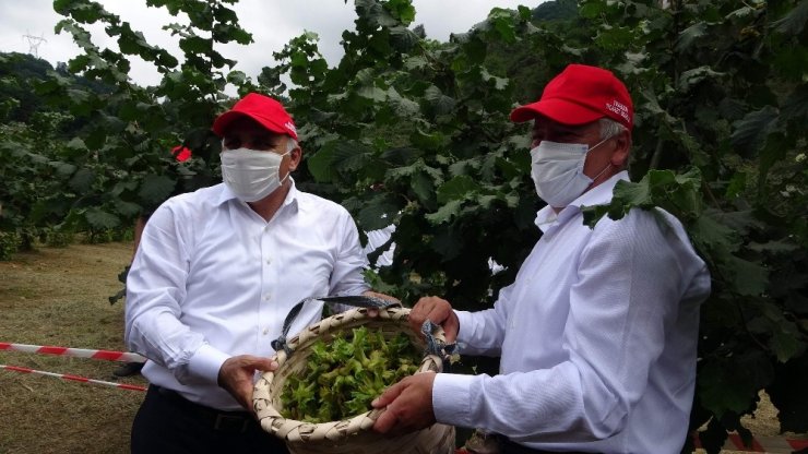 Trabzon’da fındık hasadı başladı