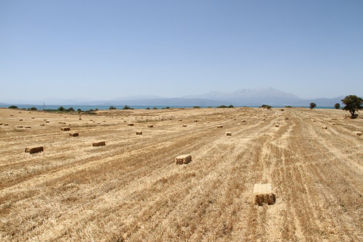 Tarımın Konyalı Fatihleri! Biçerdöveri su üstünde karşıya geçirdiler
