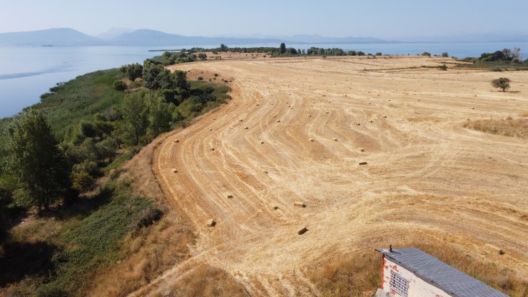 Tarımın Konyalı Fatihleri! Biçerdöveri su üstünde karşıya geçirdiler
