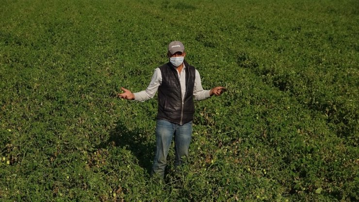 Bursa domatesi tarlada kalacak gibi görünüyor