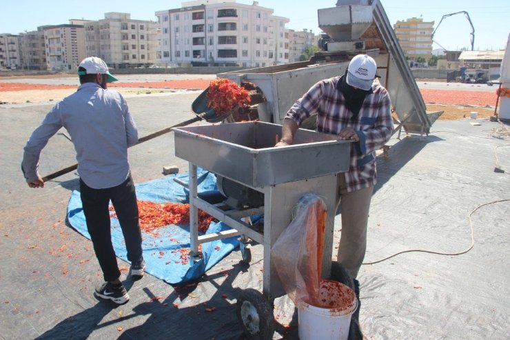 İsotun acı telaşı kavurucu sıcakta başladı