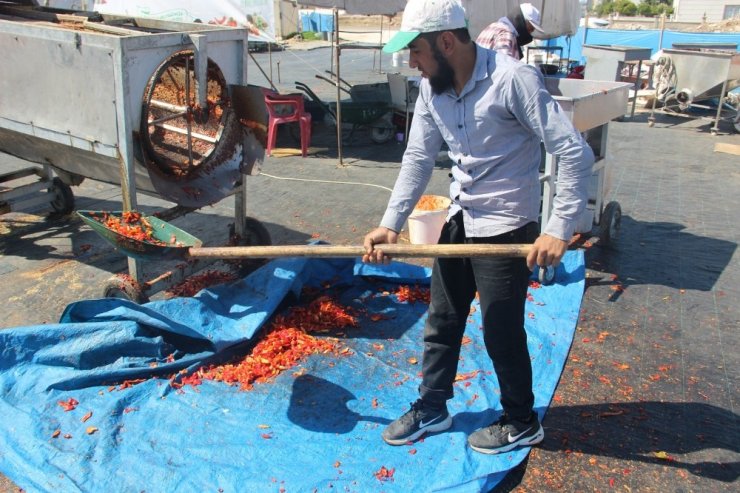 İsotun acı telaşı kavurucu sıcakta başladı