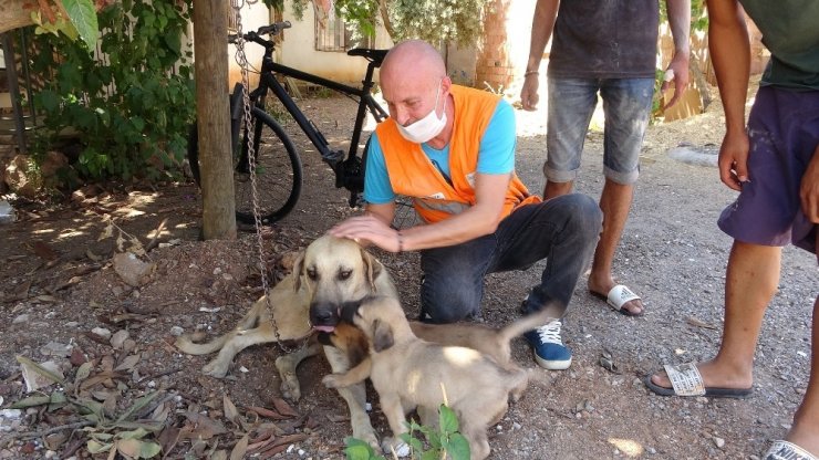 Sokak köpeğini evine alıp uygunsuz hareketlerde bulunan 71 yaşındaki adam gözaltına alındı