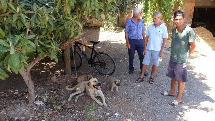 Sokak köpeğini evine alıp uygunsuz hareketlerde bulunan 71 yaşındaki adam gözaltına alındı