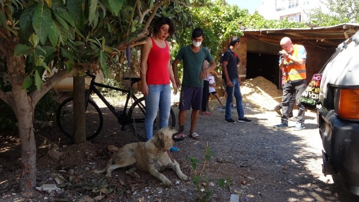 Sokak köpeğini evine alıp uygunsuz hareketlerde bulunan 71 yaşındaki adam gözaltına alındı