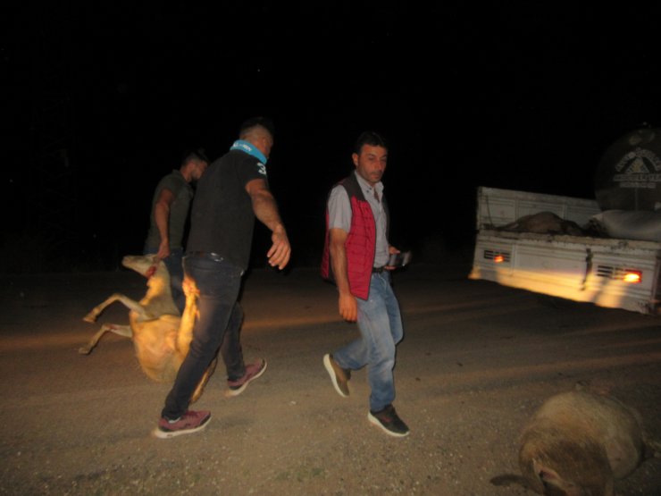 Kamyonet sürüye çarptı! 13 koyun telef oldu