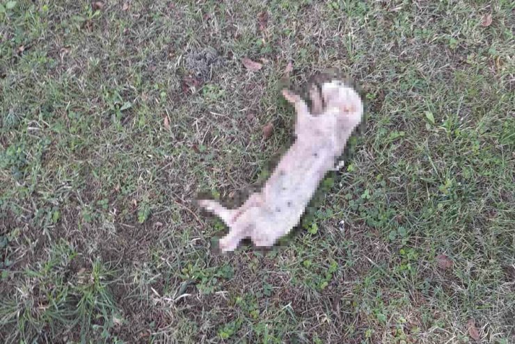 Domuz beslemenin yasak olduğu Bosna Hersek'te cami avlusuna domuz leşi bırakıldı