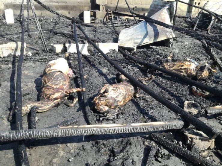 Ahırda çıkan yangında 5 küçükbaş hayvan telef oldu