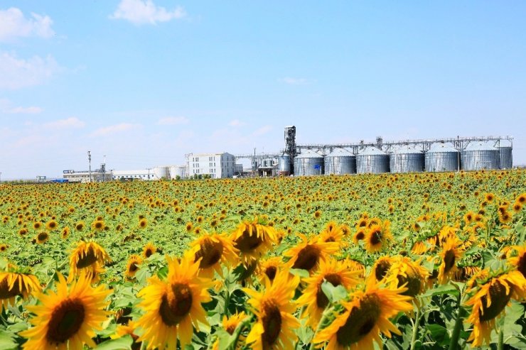 Konya Şeker ayçiçeği alımına enflasyonun iki katı fiyat artışıyla başladı