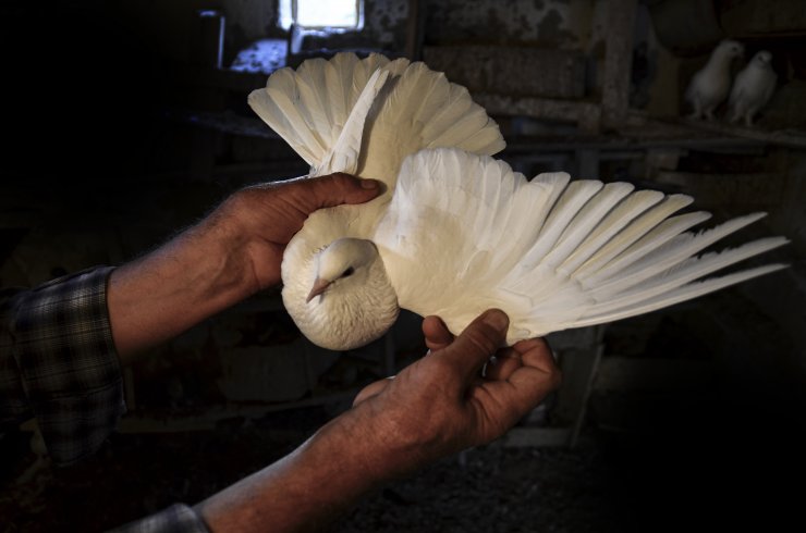 Konya Sarayönü'nün kuşçu dedesi 'evlatlarım' dediği güvercinlerinden 62 yıldır ayrılmıyor