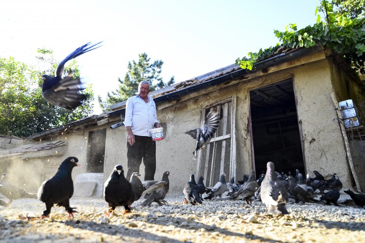 Konya Sarayönü'nün kuşçu dedesi 'evlatlarım' dediği güvercinlerinden 62 yıldır ayrılmıyor