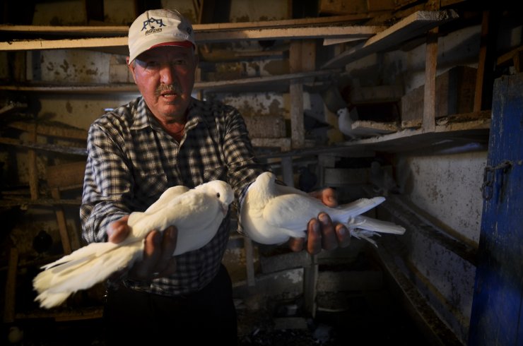 Konya Sarayönü'nün kuşçu dedesi 'evlatlarım' dediği güvercinlerinden 62 yıldır ayrılmıyor