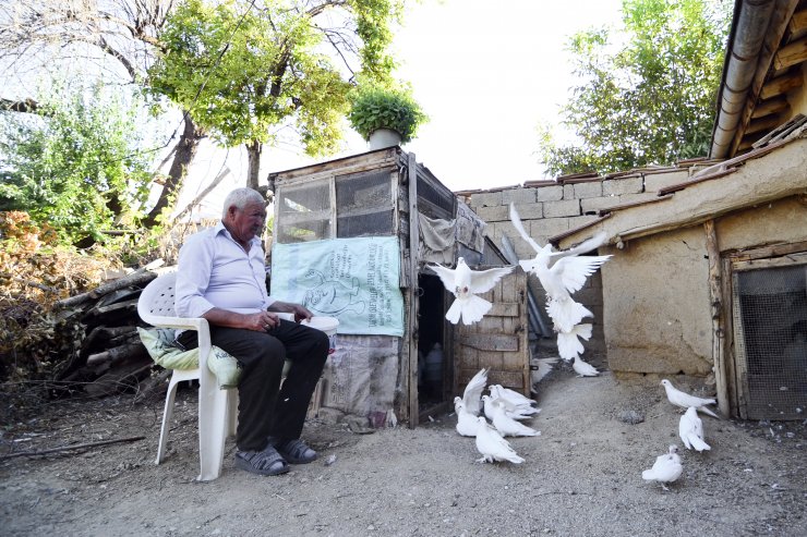 Konya Sarayönü'nün kuşçu dedesi 'evlatlarım' dediği güvercinlerinden 62 yıldır ayrılmıyor
