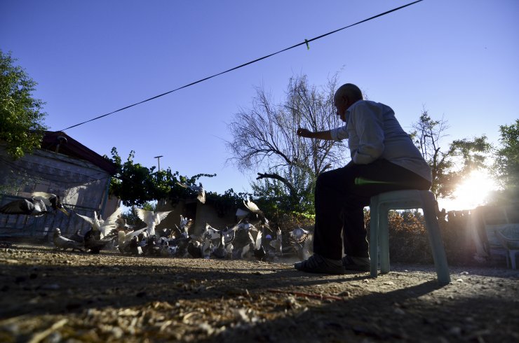 Konya Sarayönü'nün kuşçu dedesi 'evlatlarım' dediği güvercinlerinden 62 yıldır ayrılmıyor