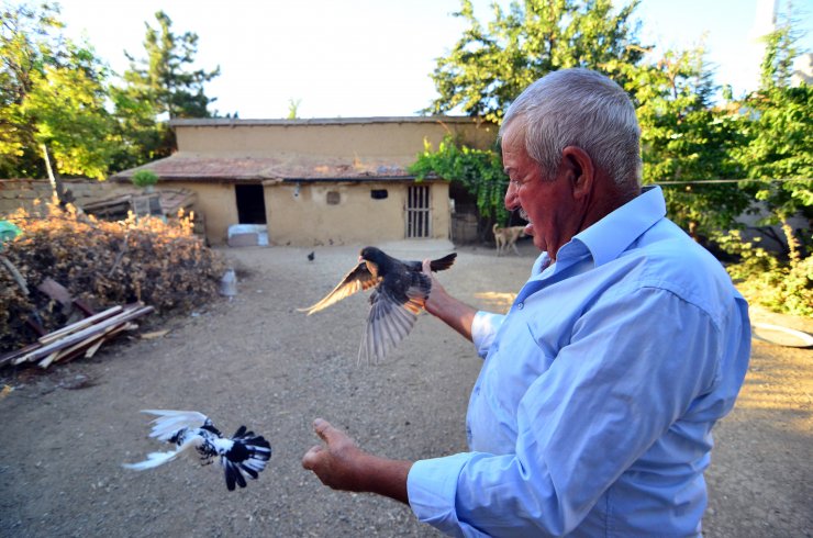 Konya Sarayönü'nün kuşçu dedesi 'evlatlarım' dediği güvercinlerinden 62 yıldır ayrılmıyor