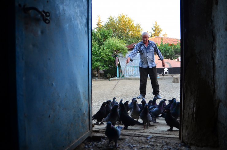 Konya Sarayönü'nün kuşçu dedesi 'evlatlarım' dediği güvercinlerinden 62 yıldır ayrılmıyor