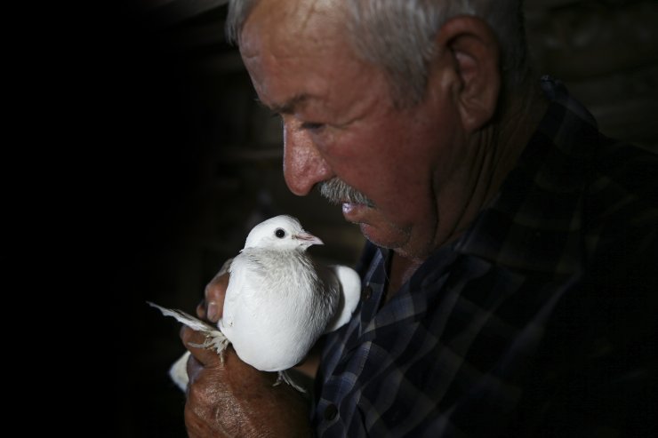 Konya Sarayönü'nün kuşçu dedesi 'evlatlarım' dediği güvercinlerinden 62 yıldır ayrılmıyor