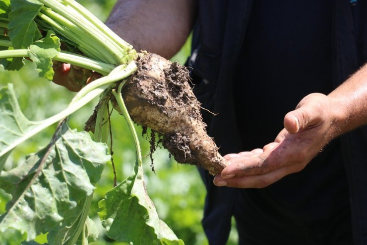 Pancar üreticileri Sivas'a şeker fabrikası istiyor