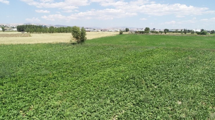 Pancar üreticileri Sivas'a şeker fabrikası istiyor