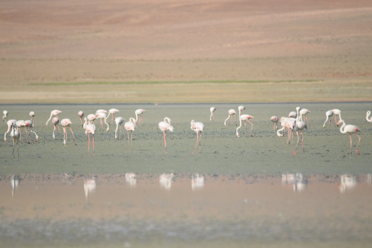 Konya'nın 'kuş cenneti'nde acı tablo! Düden Gölü kurudu