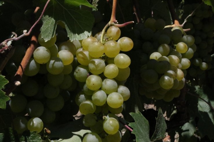 Safranbolu'nun meşhur 'Çavuş üzümü' hasadı başladı
