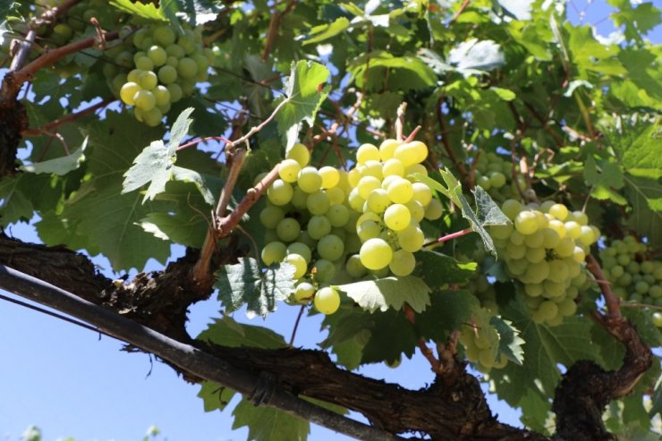 Safranbolu'nun meşhur 'Çavuş üzümü' hasadı başladı