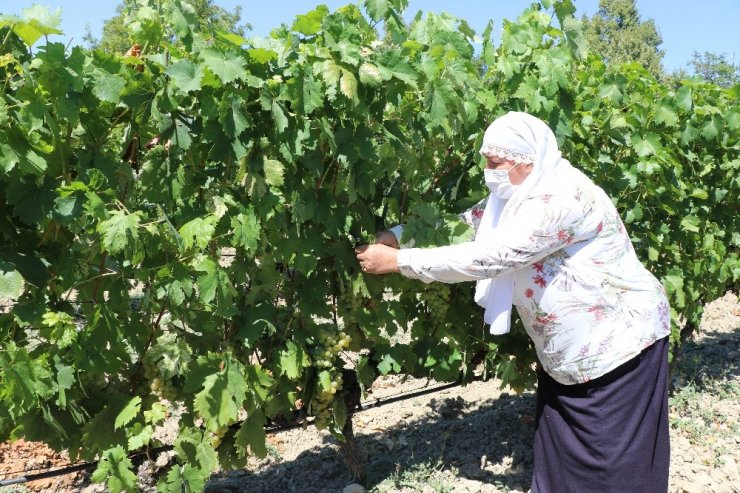 Safranbolu'nun meşhur 'Çavuş üzümü' hasadı başladı