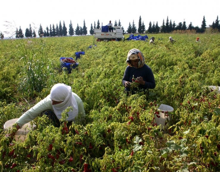 Coğrafi işaretli tescilli 'Maraş biberi' pazara indi