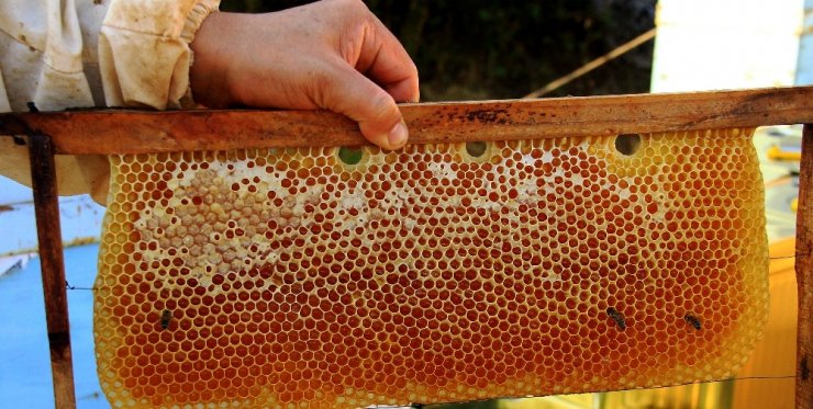 Dünya çam balı üretimin merkezi Muğla'dan kötü haber!