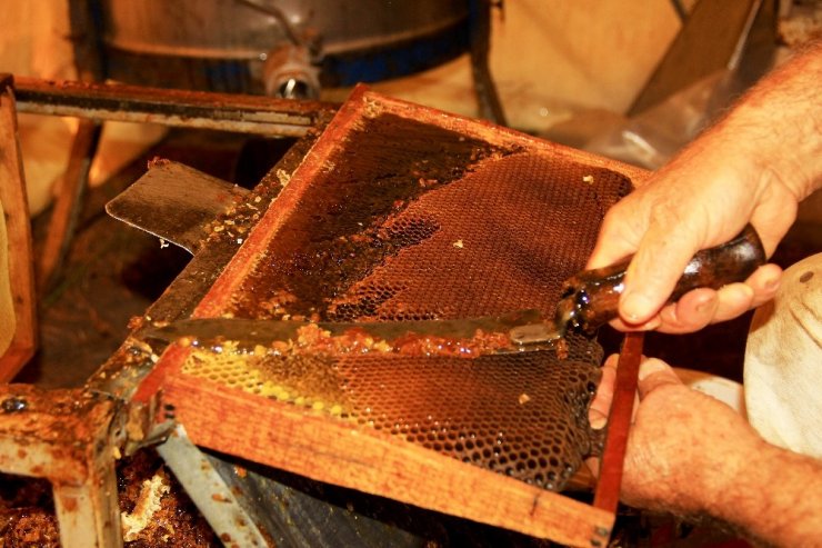 Dünya çam balı üretimin merkezi Muğla'dan kötü haber!