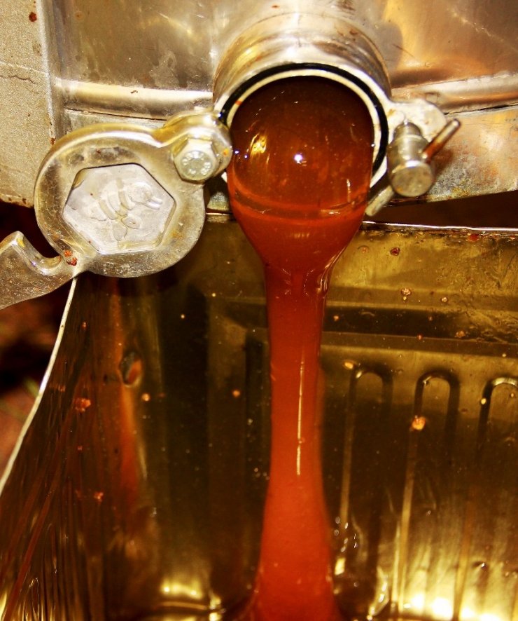 Dünya çam balı üretimin merkezi Muğla'dan kötü haber!