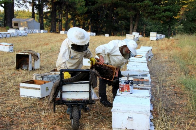Dünya çam balı üretimin merkezi Muğla'dan kötü haber!