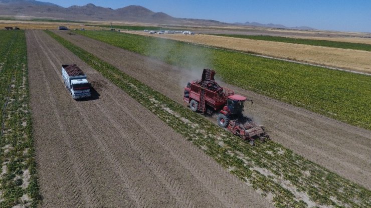 Bağışıklık sisteminin dostu kırmızı pancar Konya Ereğli'de yetiştiriliyor