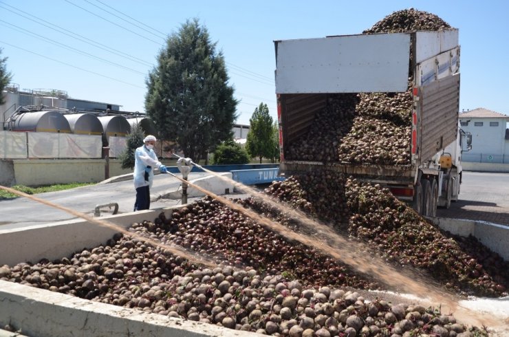 Bağışıklık sisteminin dostu kırmızı pancar Konya Ereğli'de yetiştiriliyor