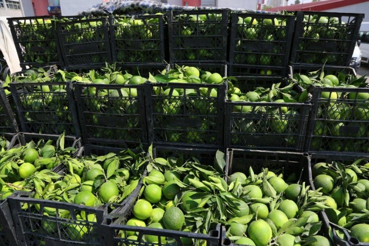 30 ton narenciyeyi hırsızlar hasat etti! Satıp çeyiz almaya gideceklerdi