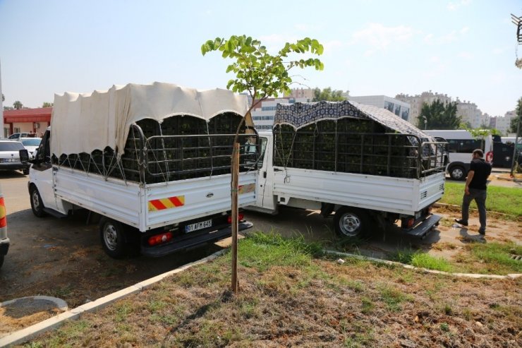 30 ton narenciyeyi hırsızlar hasat etti! Satıp çeyiz almaya gideceklerdi