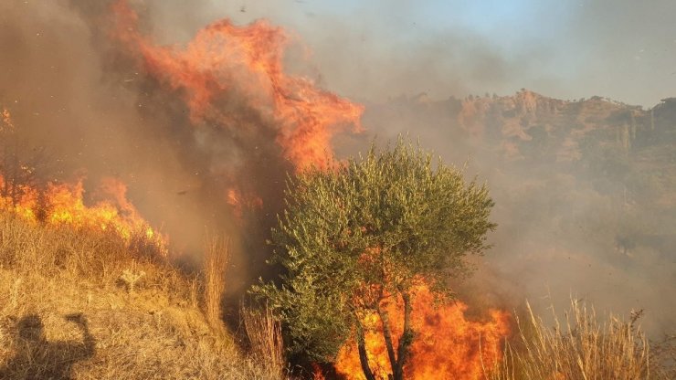 Asırlık zeytin ağaçları alev alev yandı