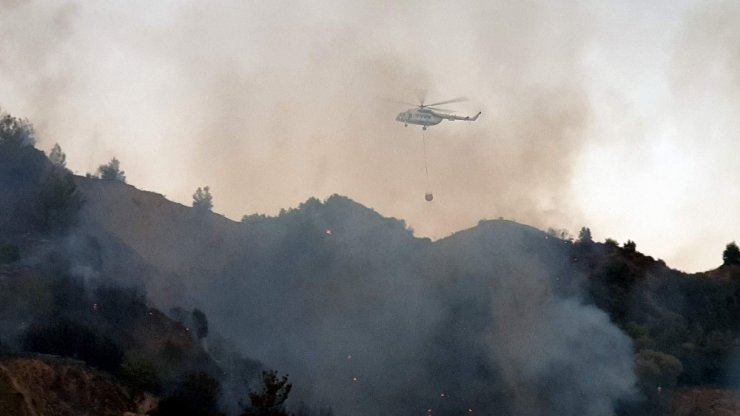 Asırlık zeytin ağaçları alev alev yandı
