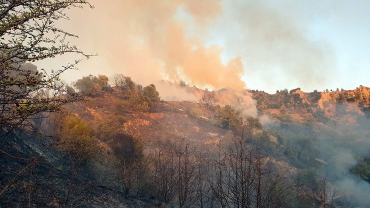Asırlık zeytin ağaçları alev alev yandı