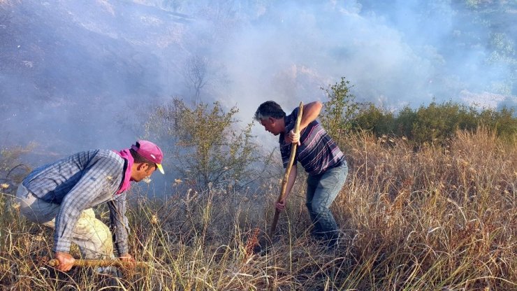 Asırlık zeytin ağaçları alev alev yandı