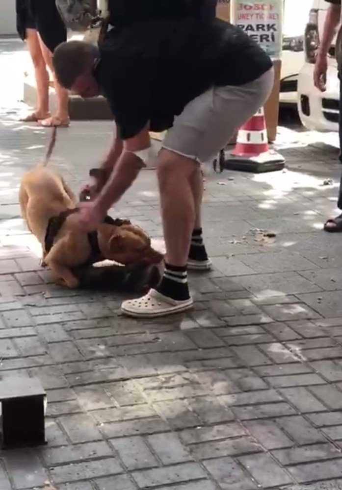 Vahşi köpekler yine sahnede! Minik kediyi parçaladı