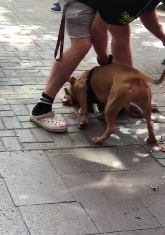 Vahşi köpekler yine sahnede! Minik kediyi parçaladı