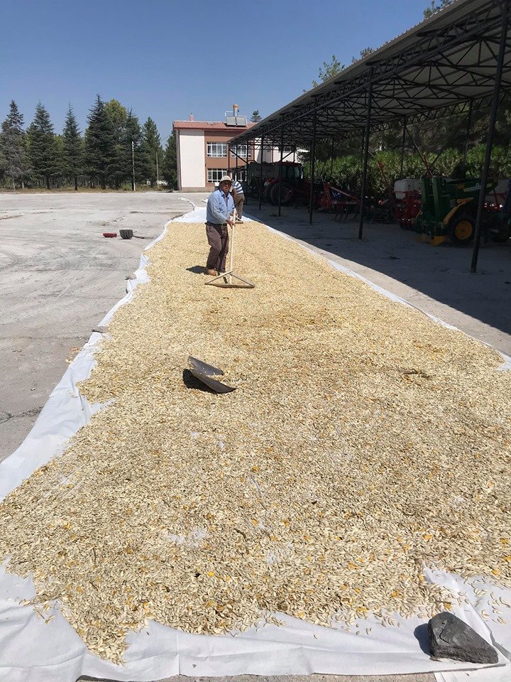 Konya Karapınar'da ilk defa ekilen çerezlik kabak çekirdeği hasadı gerçekleşti