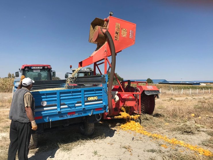 Konya Karapınar'da ilk defa ekilen çerezlik kabak çekirdeği hasadı gerçekleşti