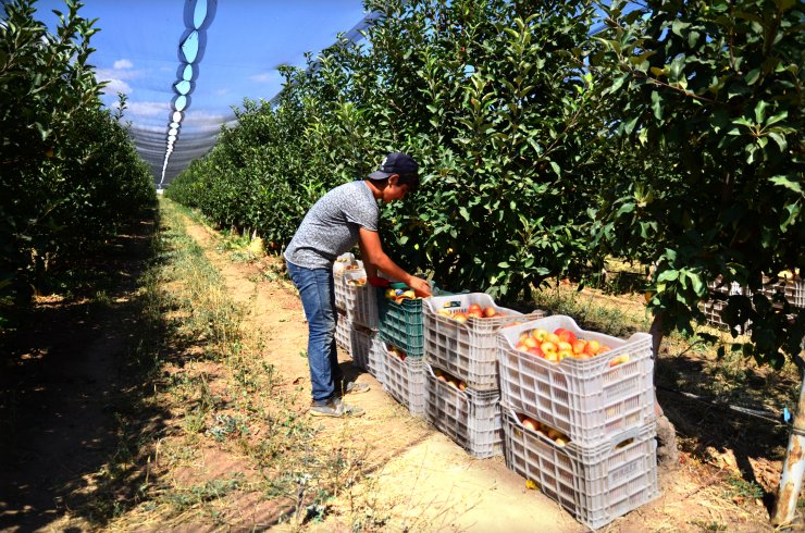 Konya Başhüyük elması dalındayken satılıyor! Türkiye pazarı görmeden 20 ülkeye gidiyor