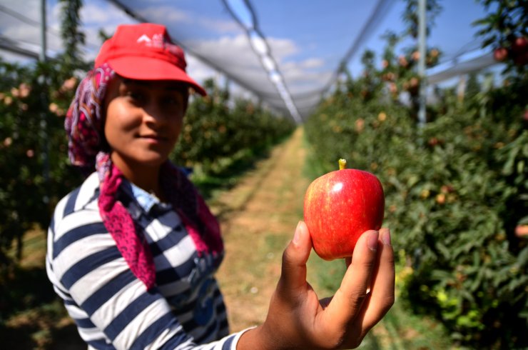 Konya Başhüyük elması dalındayken satılıyor! Türkiye pazarı görmeden 20 ülkeye gidiyor