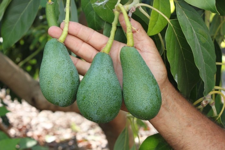 Avokado alternatif ürün oldu! Toplandığı gün ihracat yoluna çıkıyor