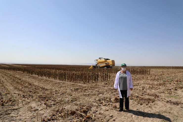 Eskişehir tohumluk ayçiçeği üretiminde Konya'dan sonra ikinci sırada