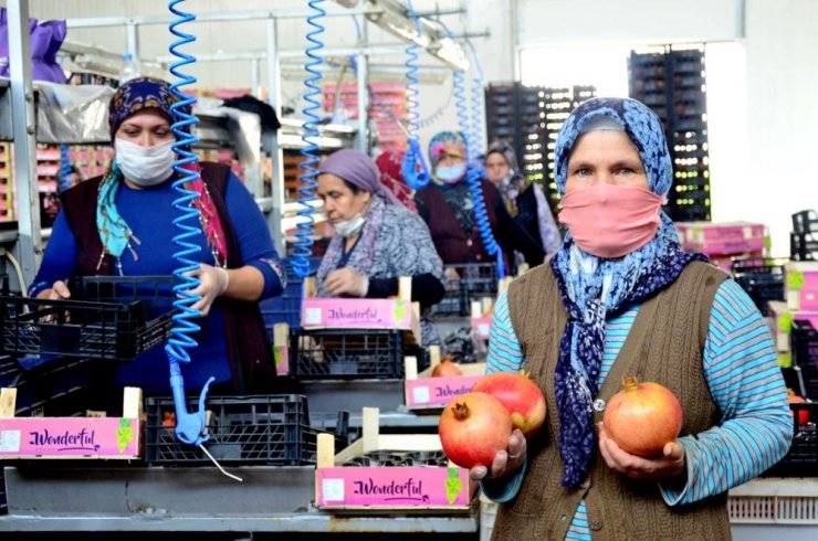 Denizlili narcılar hasada mutlu başladı